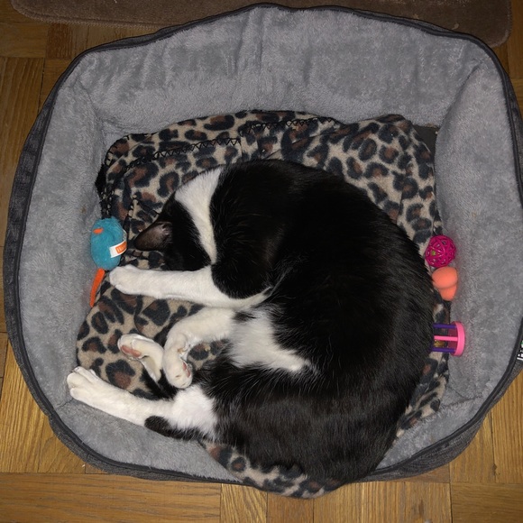 ZORRO SAYS “RELAX” - Picture 12 of 16